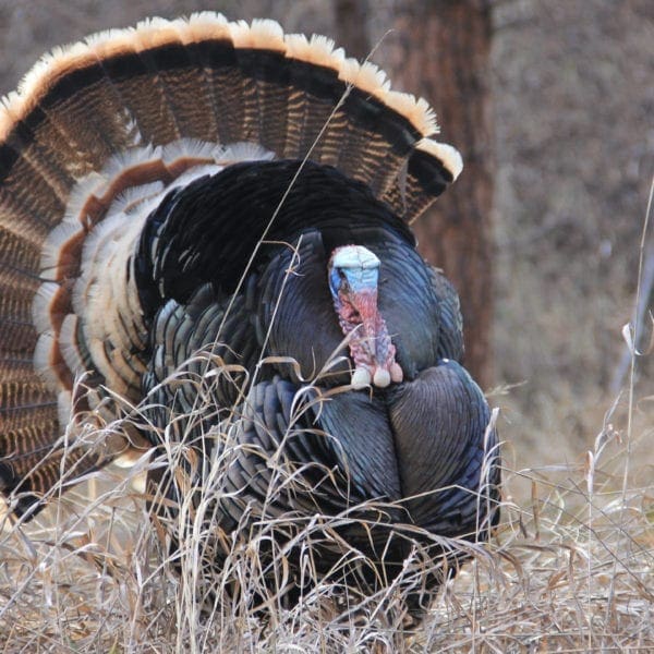 Wild Turkeys of the National Parks