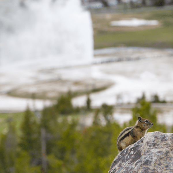 The Amazing Least Chipmunk: Wildlife of the Week – 2022 Week 9