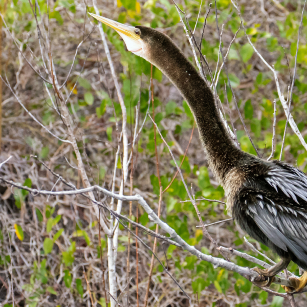 The Iconic Anhinga: Wildlife of the Week – 2022 Week 11