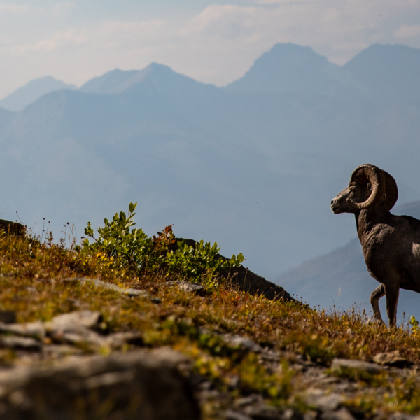 The Hardy Bighorn Sheep : Wildlife of the Week – 2022 Week 10