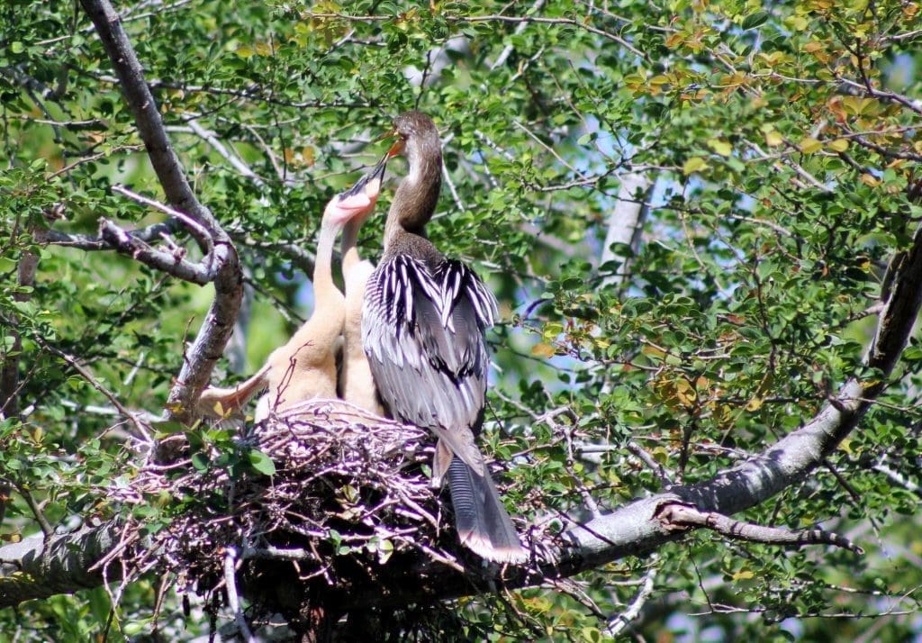 Anhinga nest in Everglades National Park