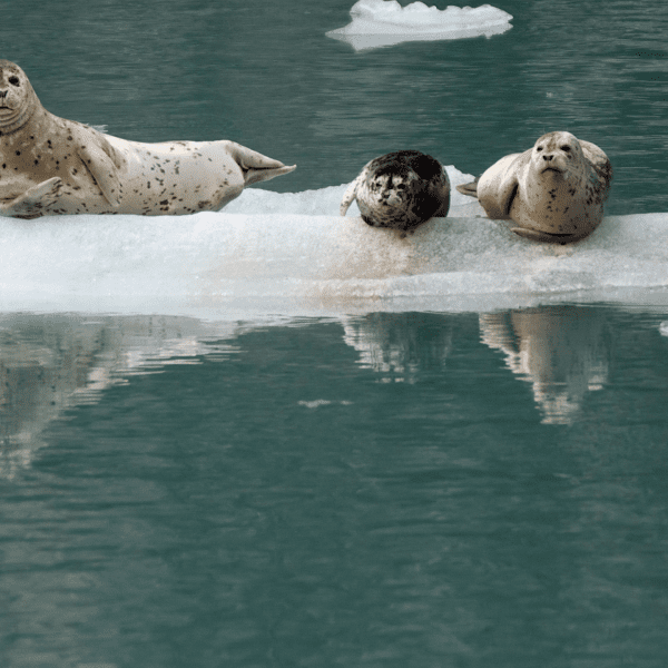 The Beautiful Harbor Seal: Wildlife of the Week – 2022 Week 12