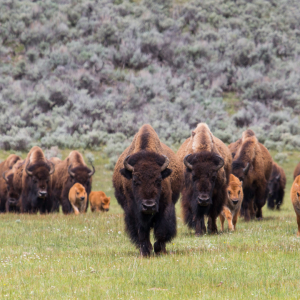 The Resilient American Bison: Wildlife of the Week – 2022 Week 15