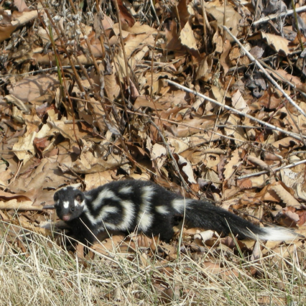 The Reclusive Eastern Spotted Skunk: Wildlife of the Week – 2022 Week 13