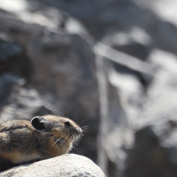 The Mighty American Pika: Wildlife of the Week – 2022 Week 16