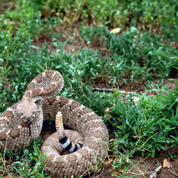 The Venomous Western Diamondback Rattlesnake: Wildlife of the Week – 2022 Week 14