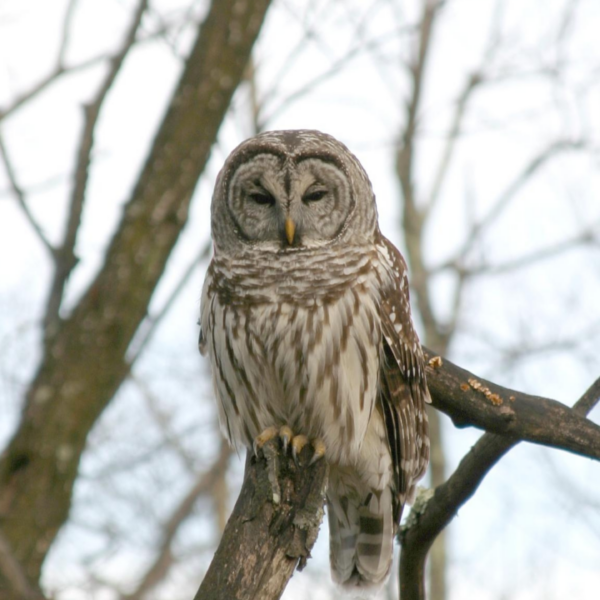 The Opportunistic Barred Owl: Wildlife of the Week – 2022 Week 17