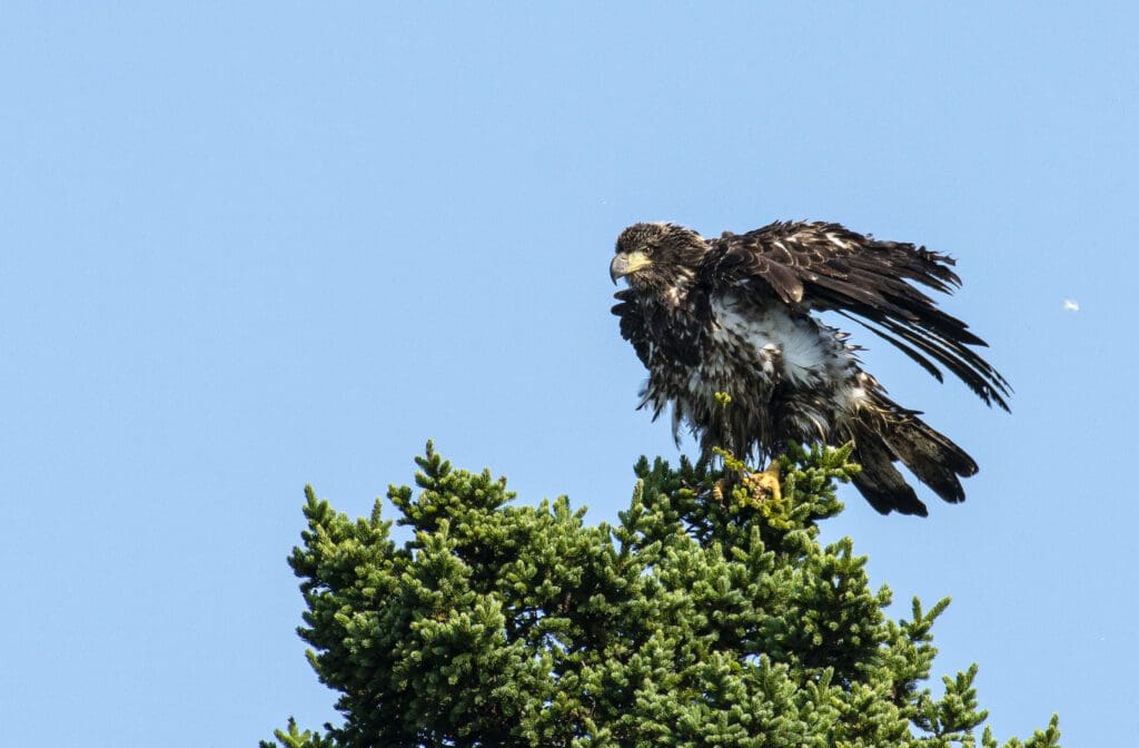 Juvenile Bald Eagle holding its wings out